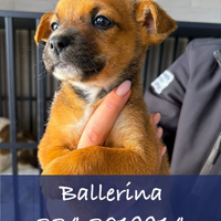 Ballerina cucciola taglia media