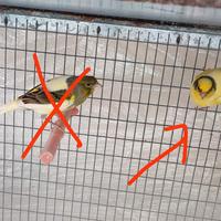 Canarini maschio 2025