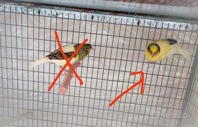 Canarini maschio 2025