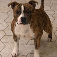 Staffordshire bull terrier stallone