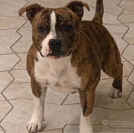 Staffordshire bull terrier stallone