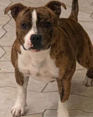Staffordshire bull terrier stallone