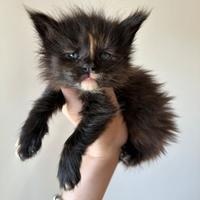 Cucciole Maine Coon