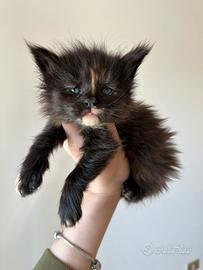 Cucciole Maine Coon