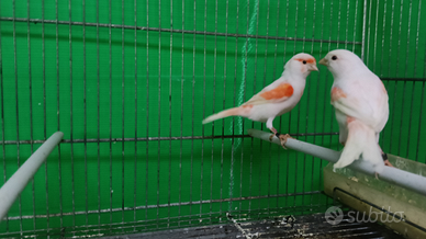 Canarini Cardinalini Mozambico