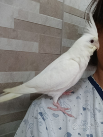 Pullo calopsite albino