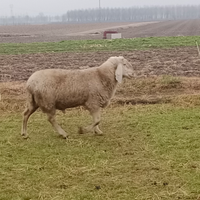 Montone bergamasco arr arr 500