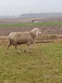 Montone bergamasco arr arr 500