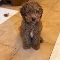 Barboncino nano da monta