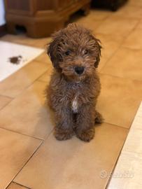 Barboncino nano da monta