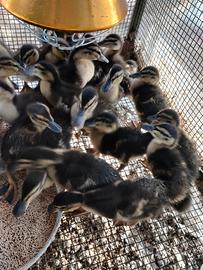 Anatre germanate venete