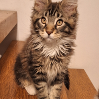 Maine Coon cucciola pedigree