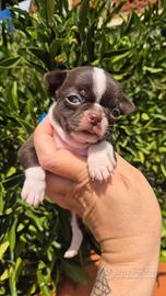 Chihuahua mini con pedigree