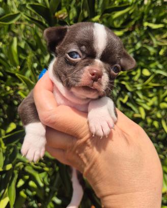 Chihuahua mini con pedigree