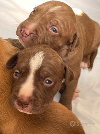 Cuccioli di Pitbull
