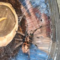 Tarantola allevata a mano