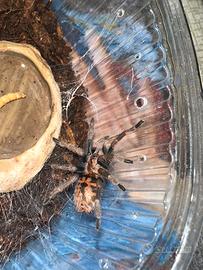 Tarantola allevata a mano