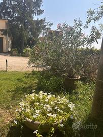Piante Oleandri in vaso anche per siepi