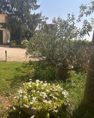 Piante Oleandri in vaso anche per siepi