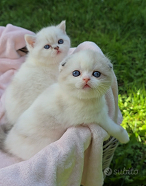 Cuccioli Scottish Fold per Natale
