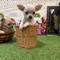 Chihuahua femmina total White