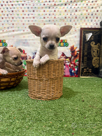 Chihuahua femmina total White