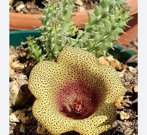 Tavaresia talea