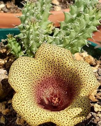 Tavaresia talea