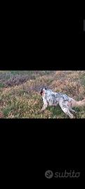 Setter maschio tricolore pronte caccia pedigree