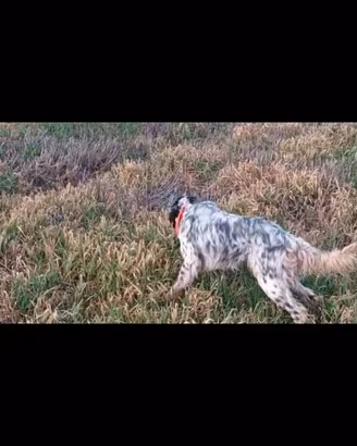 Setter maschio tricolore pronta caccia pedigree