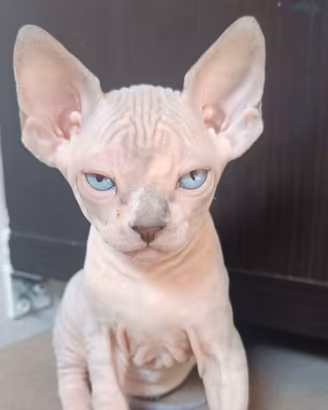 Cucciolo di Sphynx