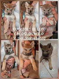 Cuccioli di lupo cecoslovacco