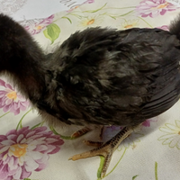 Ameraucana