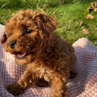 Maschi di tre mesi barboncino taglia piccola 3mesi