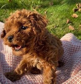 Maschi di tre mesi barboncino taglia piccola 3mesi