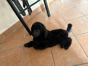 Cuccioli di barbone grande mole