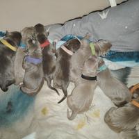 Cuccioli di American Pit bull Terrier