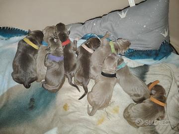 Cuccioli di American Pit bull Terrier