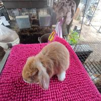 Coniglietto ariete nano