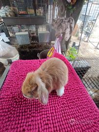 Coniglietto ariete nano