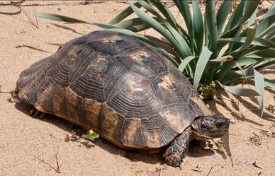 Testudo marginata