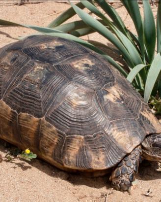 Testudo marginata