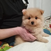 Si vende splendidi cuccioli spitz pomerania