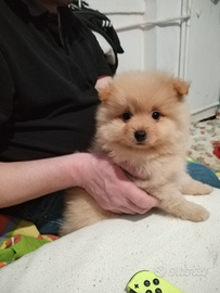 Si vende splendidi cuccioli spitz pomerania