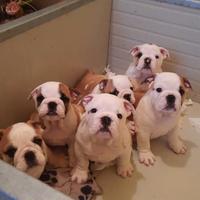 Cuccioli Bulldog inglese
