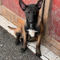 Pastori belga malinois