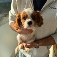 Cavalier king