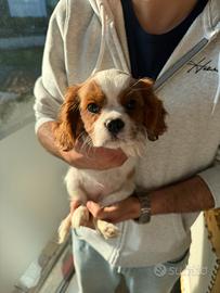 Cavalier king