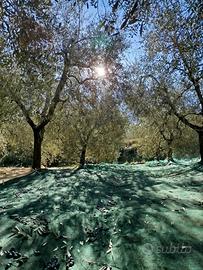 Terricciola: Uliveta 5200 mq con 150 piante