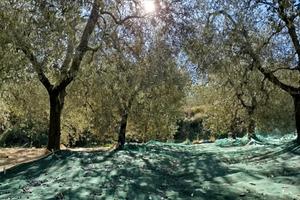 Terricciola: Uliveta 5200 mq con 150 piante